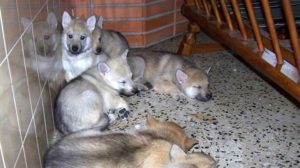 Cuccioli Ezechielelupo