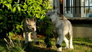 Cuccioli "E" Ezechielelupo