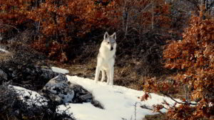 Funny Girls Ezechielelupo a Campostosto