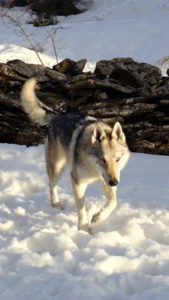 Funny Girls Ezechielelupo a Campostosto