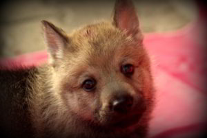 Cuccioli Ezechielelupo