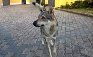 Achela Ezechielelupo