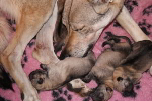 Cuccioli B Ezechielelupo