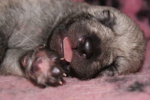 Cuccioli B Ezechielelupo