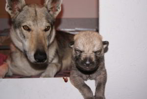 Cuccioli B Ezechielelupo