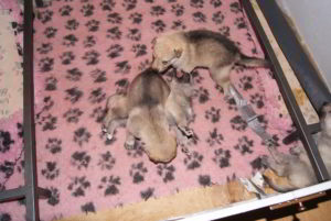 Cuccioli B Ezechielelupo