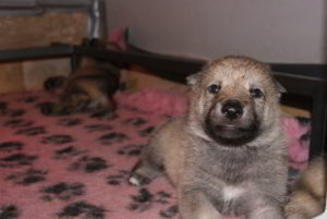 Cuccioli B Ezechielelupo