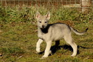 Cuccioli B Ezechielelupo