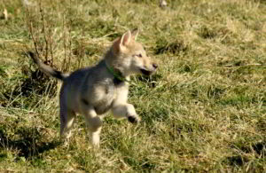 Cuccioli B Ezechielelupo