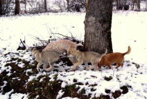 Cuccioli B Ezechielelupo