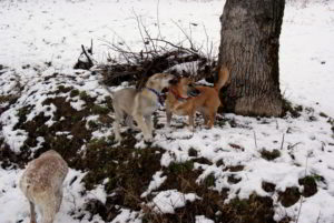 Cuccioli B Ezechielelupo