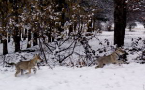 Cuccioli B Ezechielelupo