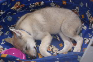 Cuccioli B Ezechielelupo