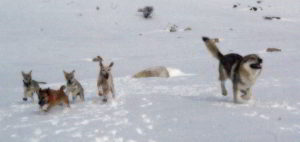 Cuccioli B Ezechielelupo