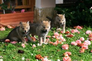 Cuccioli della cucciolata C Ezechielelupo