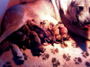 Cuccioli della cucciolata F Ezechielelupo