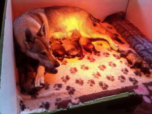 Cuccioli della cucciolata F Ezechielelupo