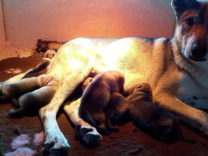 Cuccioli della cucciolata F Ezechielelupo