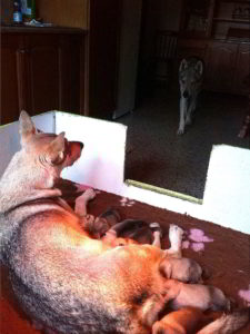 Cuccioli della cucciolata F Ezechielelupo