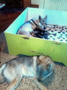 Cuccioli della cucciolata F Ezechielelupo