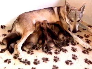 Cuccioli della cucciolata F Ezechielelupo