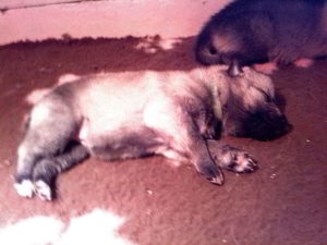 Cuccioli della cucciolata F Ezechielelupo