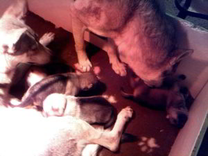 Cuccioli della cucciolata F Ezechielelupo