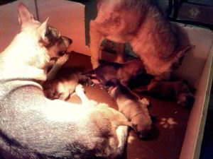 Cuccioli della cucciolata F Ezechielelupo