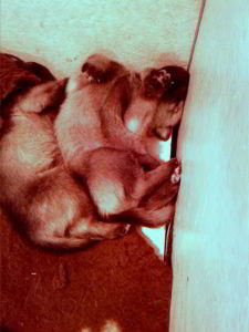 Cuccioli della cucciolata F Ezechielelupo