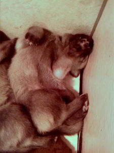 Cuccioli della cucciolata F Ezechielelupo