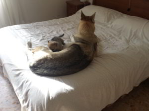 Cuccioli della cucciolata F Ezechielelupo