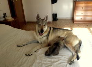 Cuccioli della cucciolata F Ezechielelupo