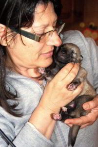 Cuccioli della cucciolata F Ezechielelupo