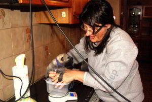 Cuccioli della cucciolata F Ezechielelupo