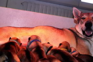 Cuccioli della cucciolata F Ezechielelupo