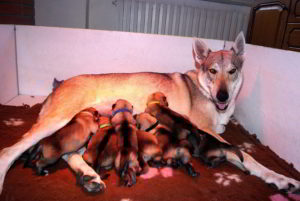 Cuccioli della cucciolata F Ezechielelupo