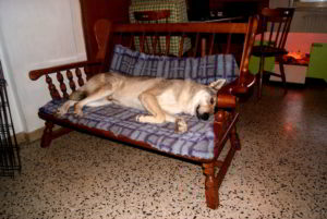 Cuccioli della cucciolata F Ezechielelupo