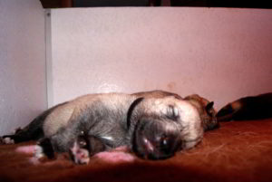 Cuccioli della cucciolata F Ezechielelupo