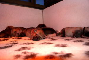 Cuccioli della cucciolata F Ezechielelupo