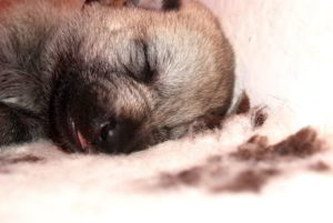 Cuccioli della cucciolata F Ezechielelupo