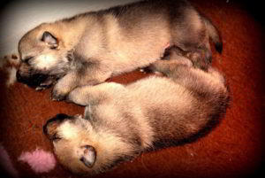 Cuccioli della cucciolata F Ezechielelupo