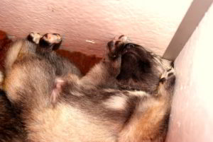 Cuccioli della cucciolata F Ezechielelupo