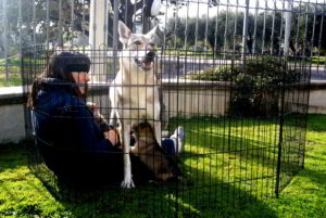 Cuccioli della cucciolata F Ezechielelupo