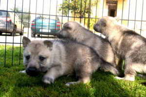 Cuccioli della cucciolata F Ezechielelupo
