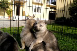 Cuccioli della cucciolata F Ezechielelupo