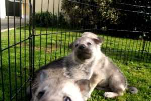 Cuccioli della cucciolata F Ezechielelupo