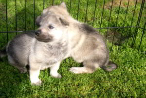 Cuccioli della cucciolata F Ezechielelupo