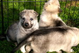 Cuccioli della cucciolata F Ezechielelupo