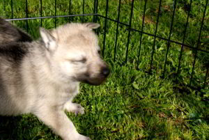Cuccioli della cucciolata F Ezechielelupo