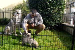 Cuccioli della cucciolata F Ezechielelupo